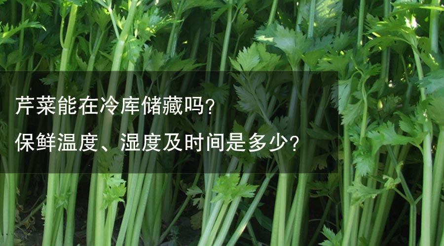 芹菜能在冷庫儲藏嗎？ 保鮮溫度、濕度及時間是多少？